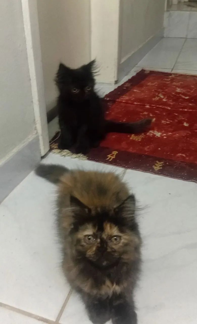Filhote Gato Persa - Foto 5