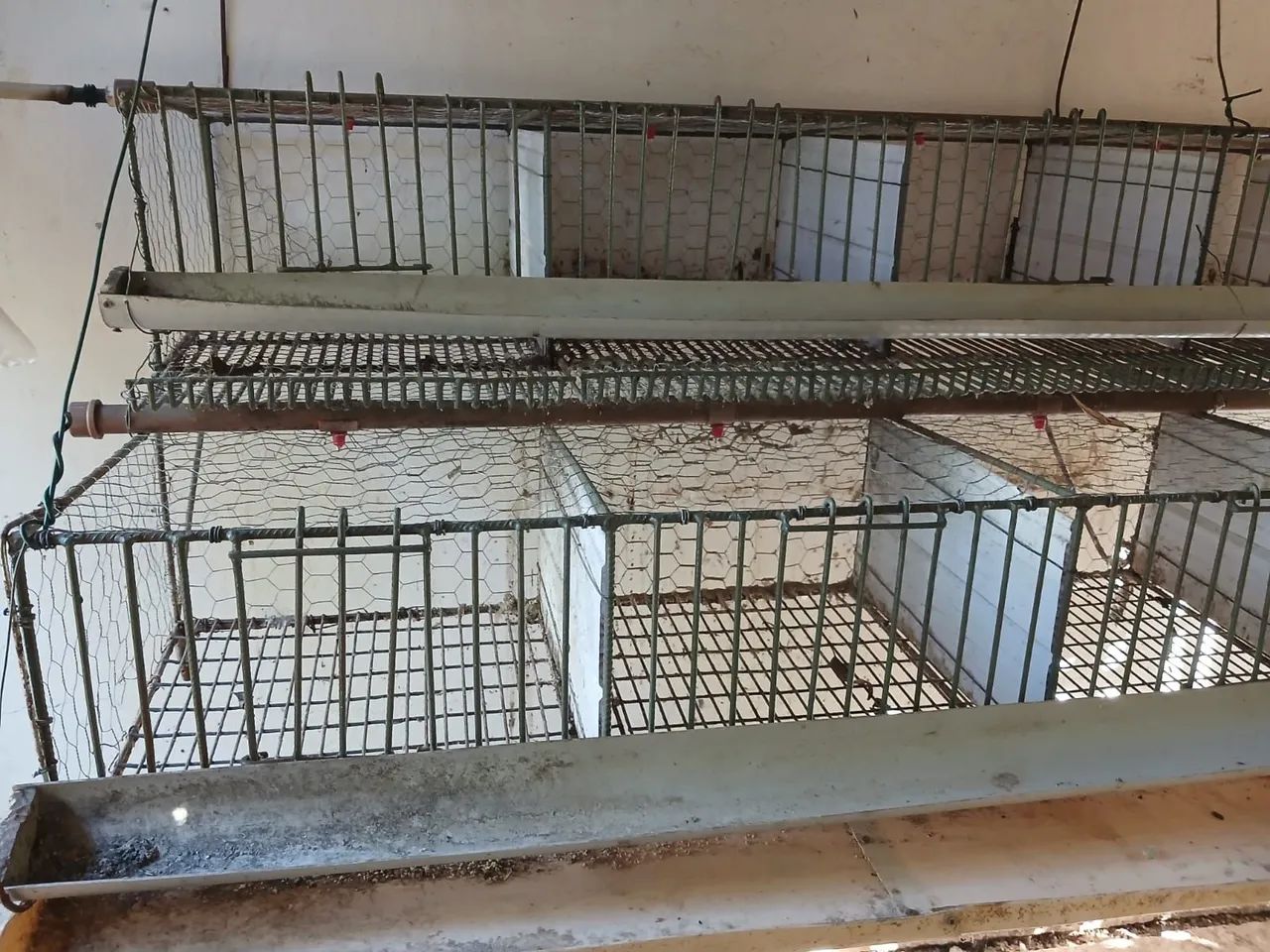 Bateria de codorna  - Foto 2