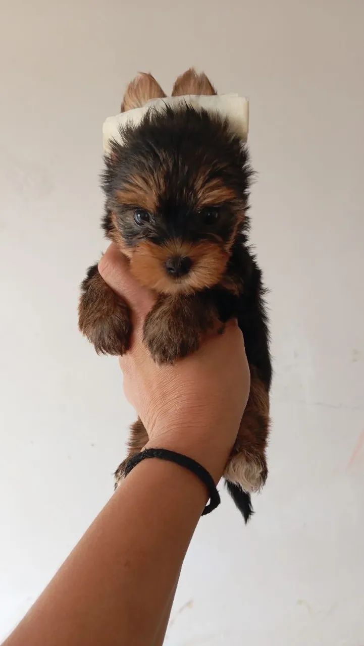 Lindas fêmeas yorkshire mini 