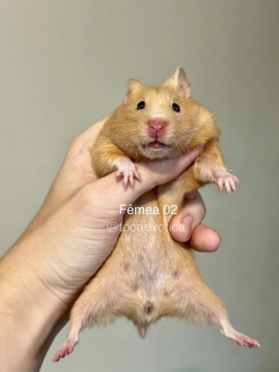 Hamster Sírio  - Foto 3