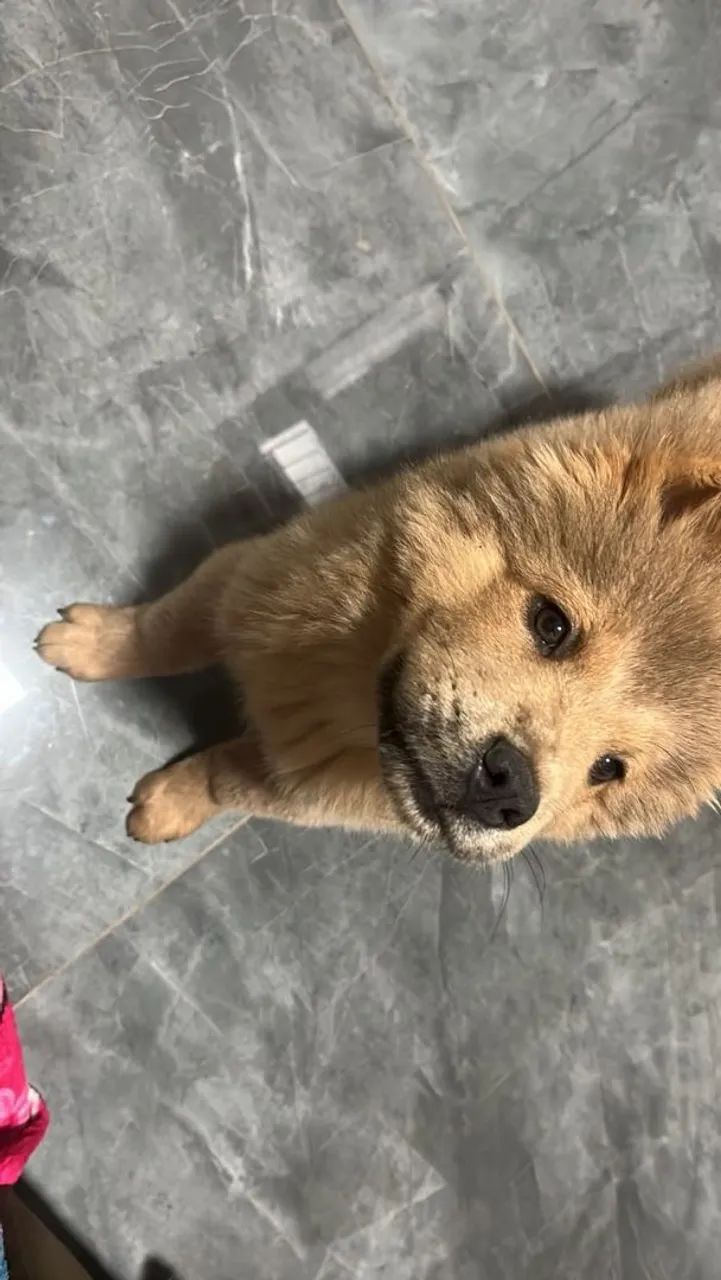 Vende-se !filhote ckow ckow original lingua roxa com 3 meses de nascida linda neiga - Foto 3