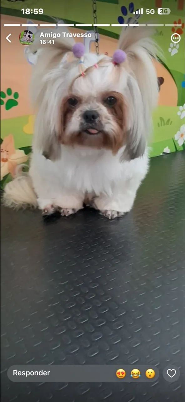 Pet - Foto 3