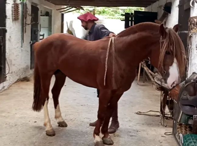 Cavalo Crioulo Registrado ABCCC - Ponteiro da Baraúna (Linhagem Hornero e Guindo) - Foto 3