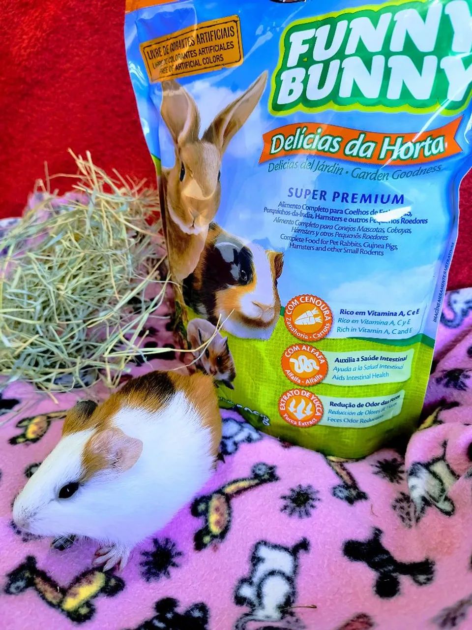 Porquinho da índia  - Foto 6