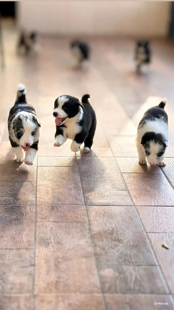 BORDER COLLIE  - Foto 4