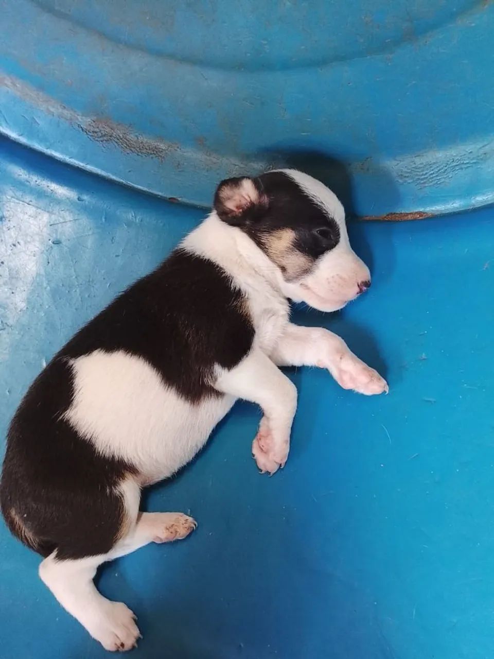 Cachorro  - Foto 2