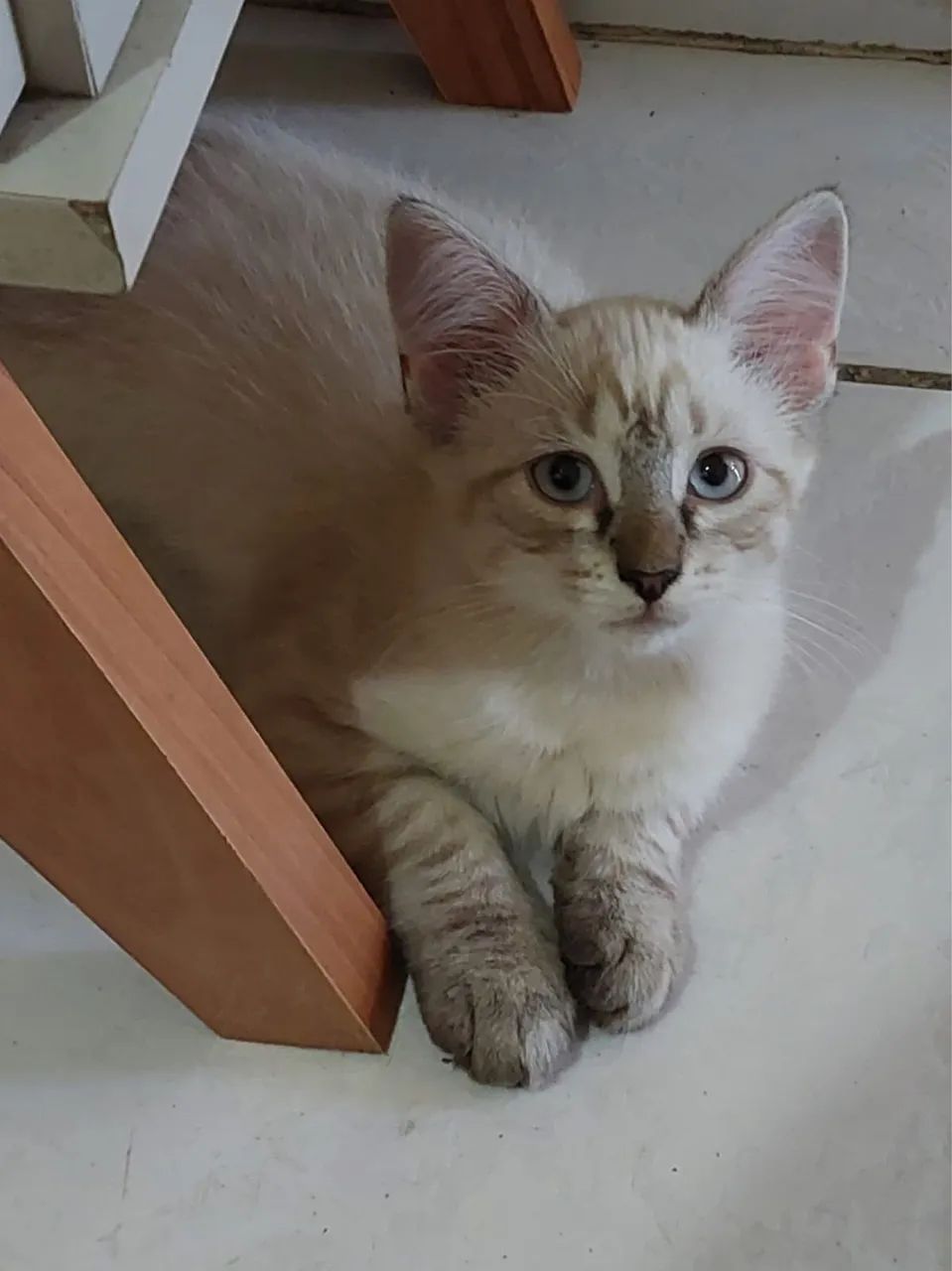 Doação de gatos  - Foto 2