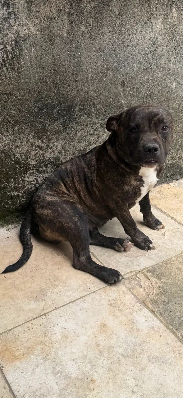 American Bully - Foto 2