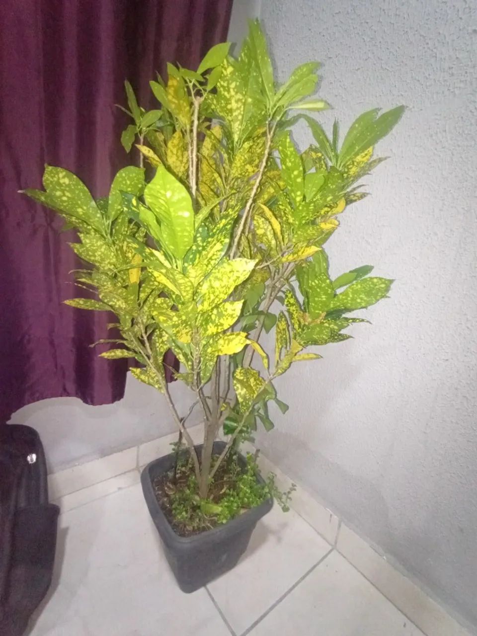 Plantas 