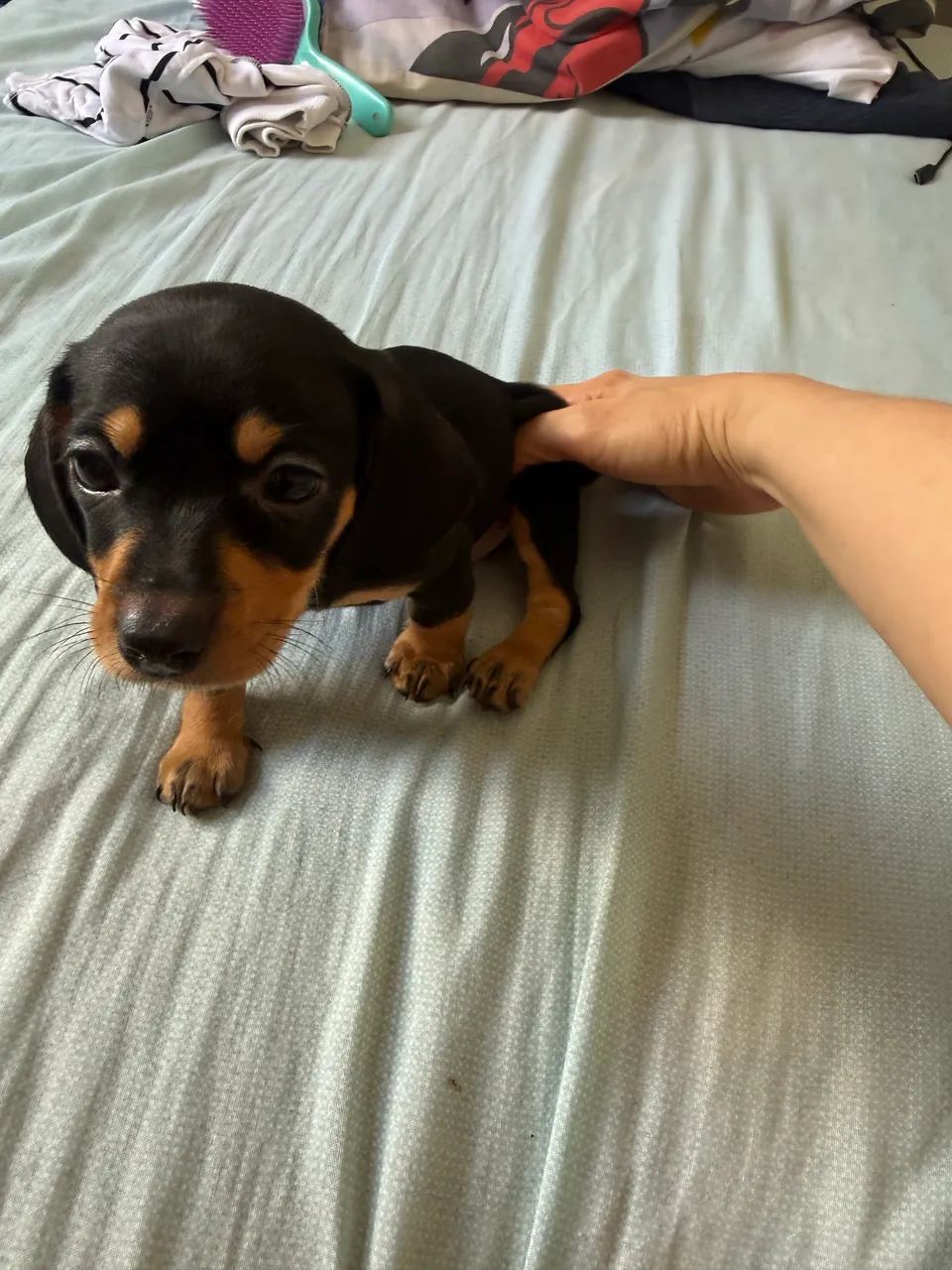 Salsichinha mini black Tan - Foto 4