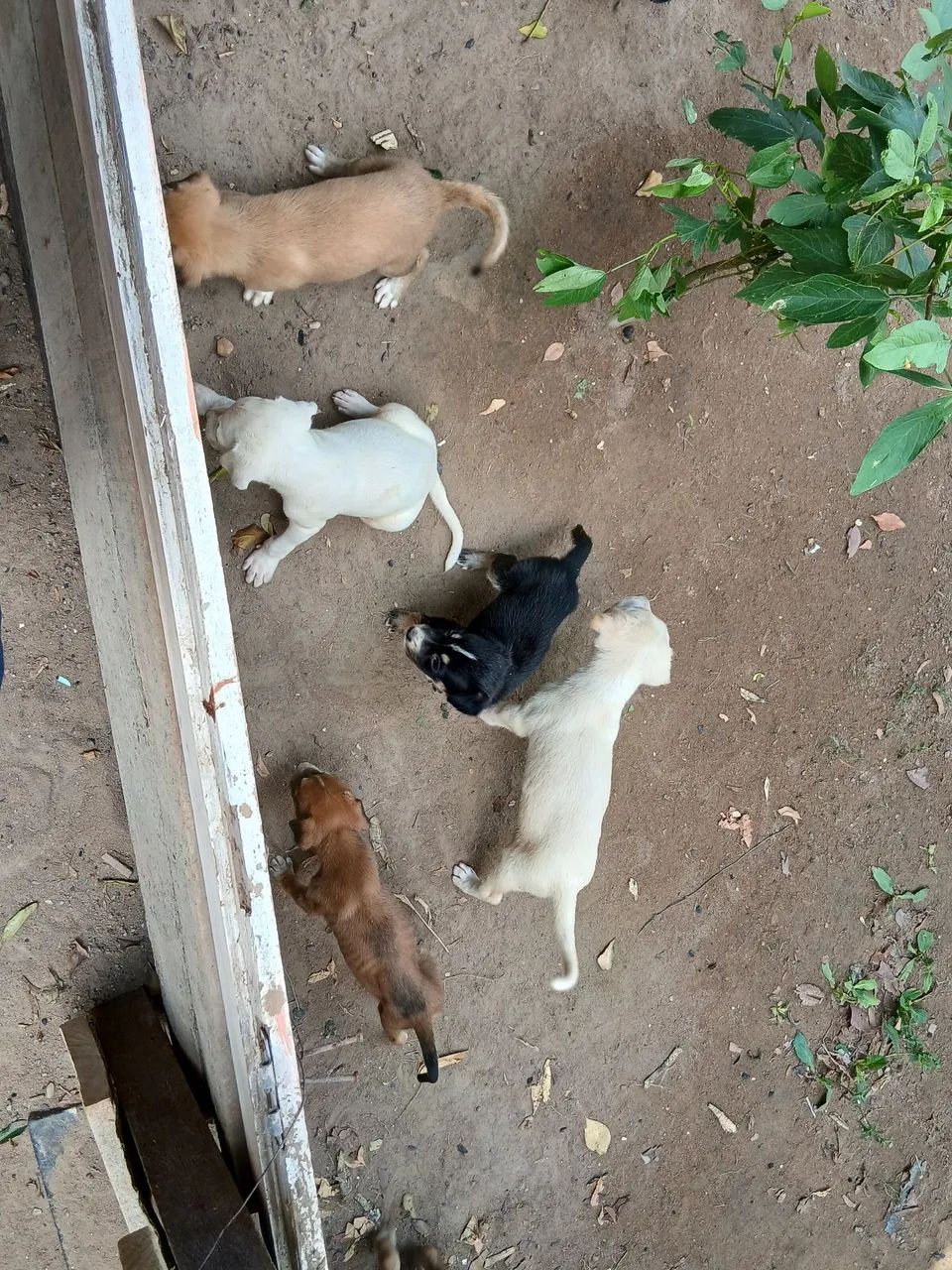 Doação de filhotes de cachorro  - Foto 4