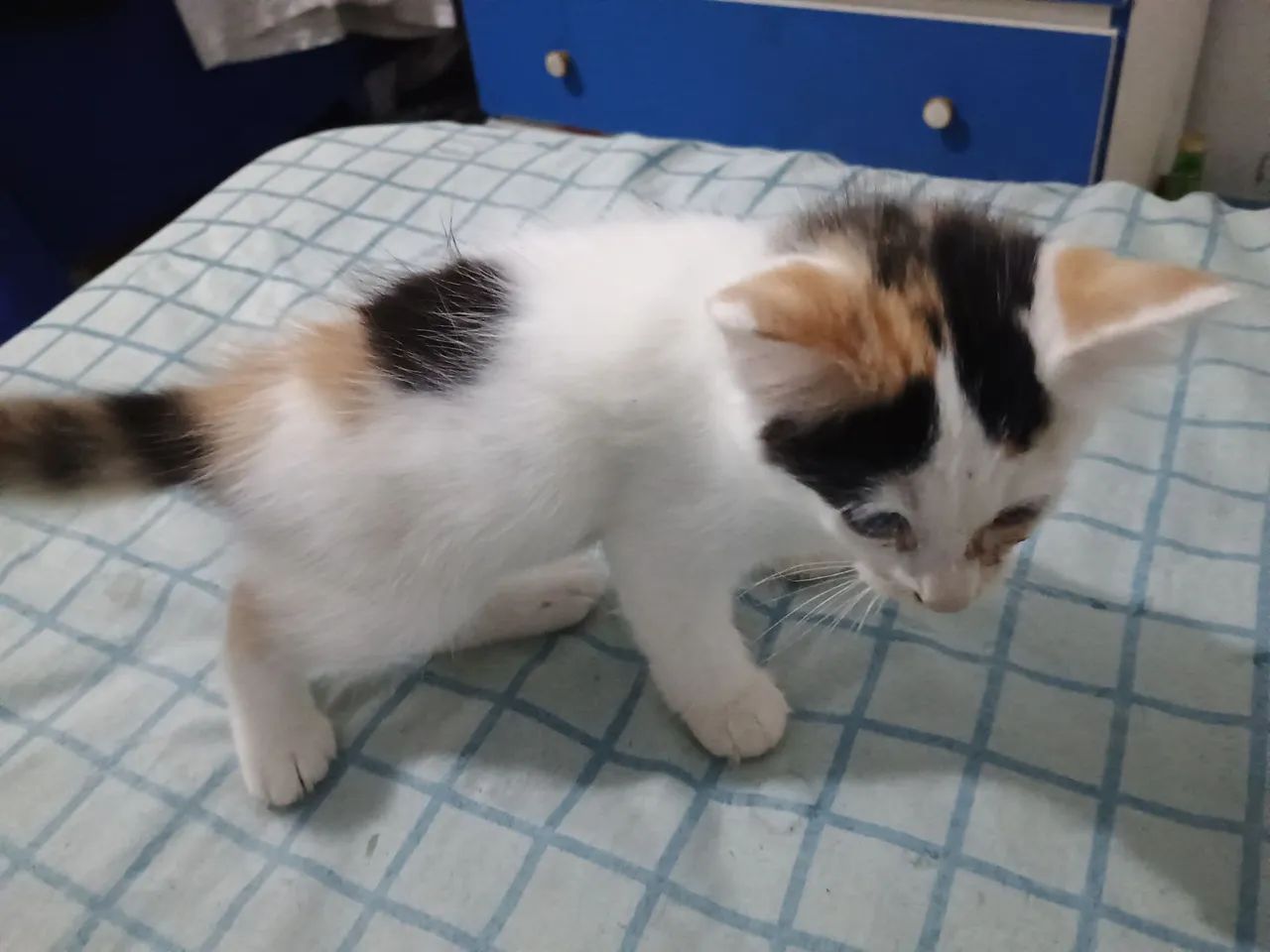 Filhote gato fêmea - Foto 5