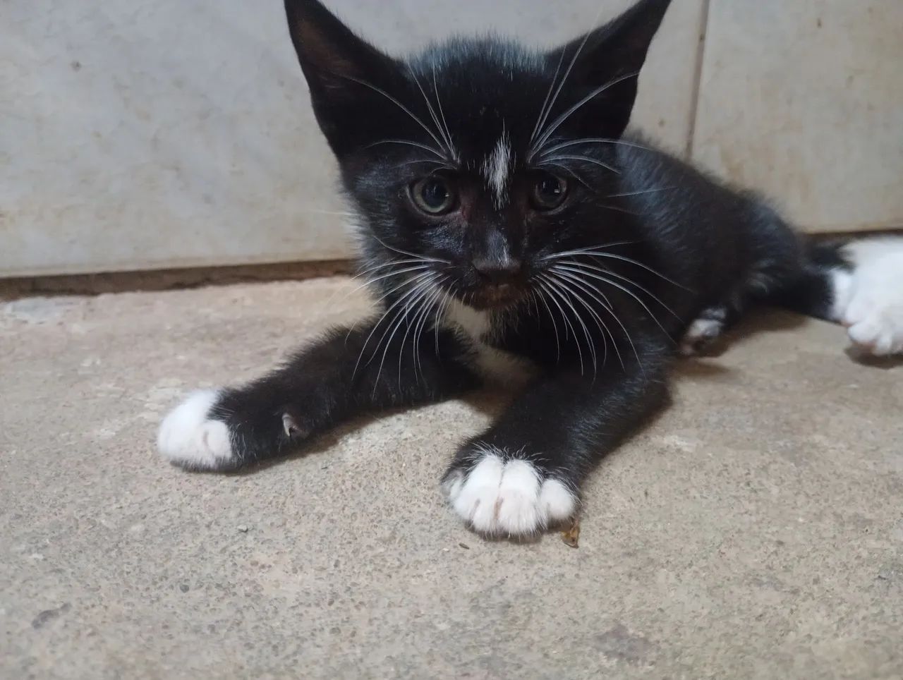 2 gatos machos filhotes para adoção  - Foto 3