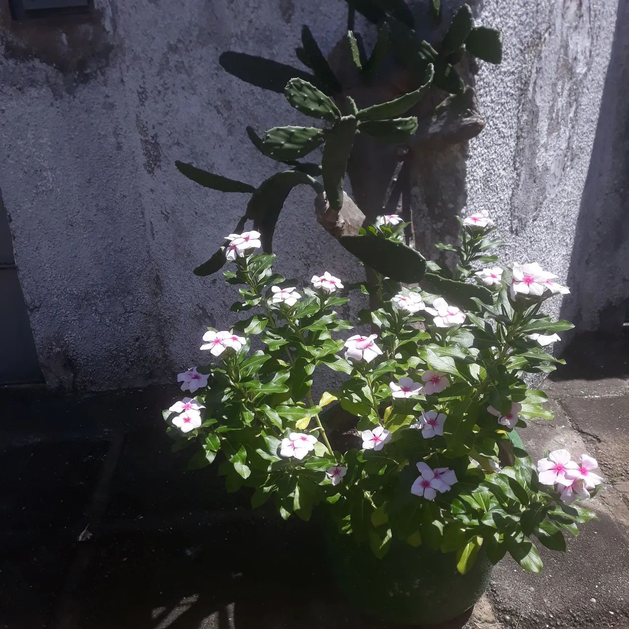 Planta - Foto 4