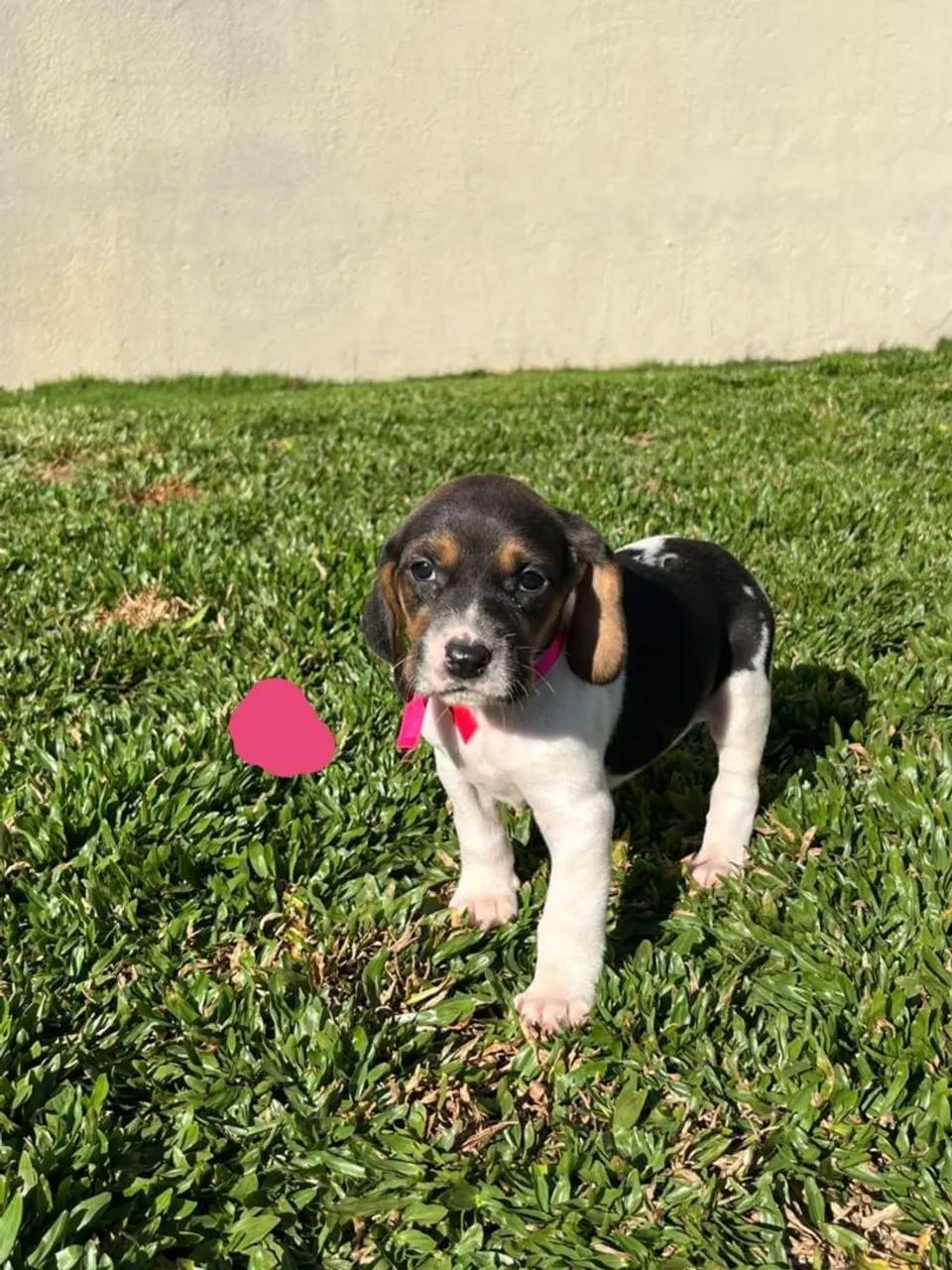 Beagle com Foxhound - Foto 5