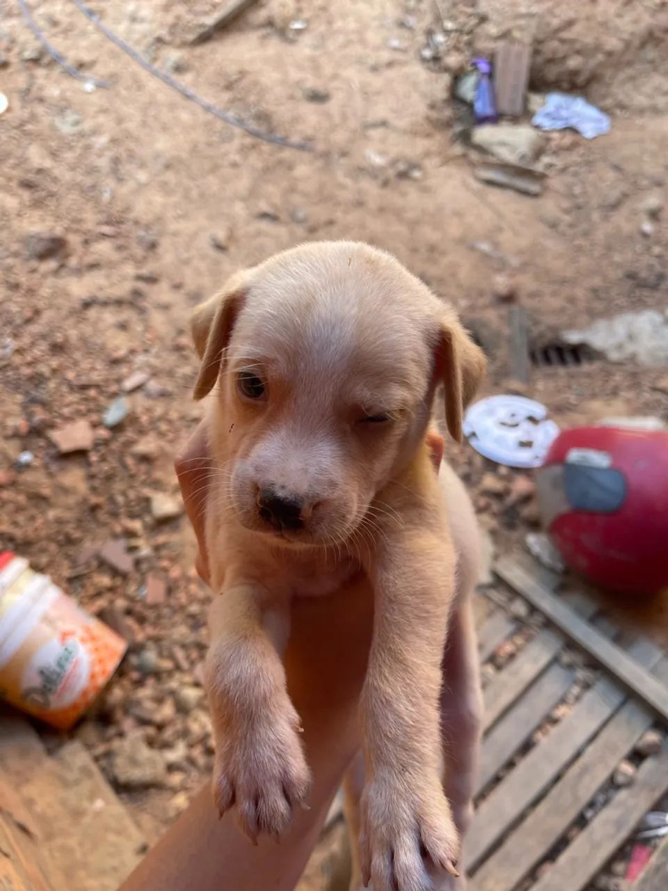 cachorros para doação  - Foto 3