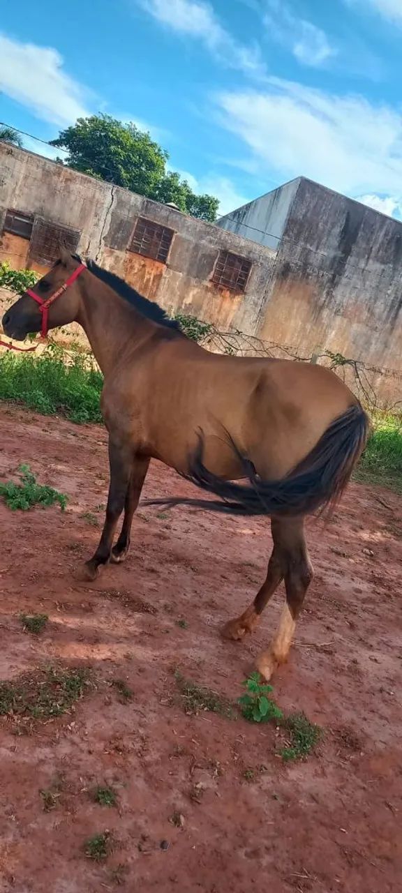 Egua machadeira  - Foto 3