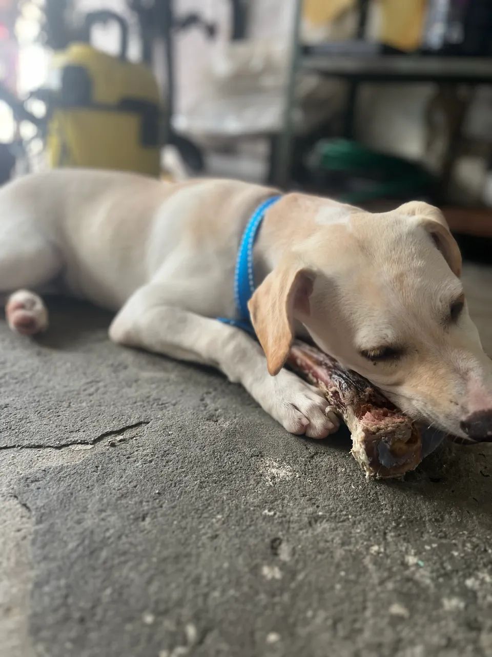 Cachorro - Foto 3