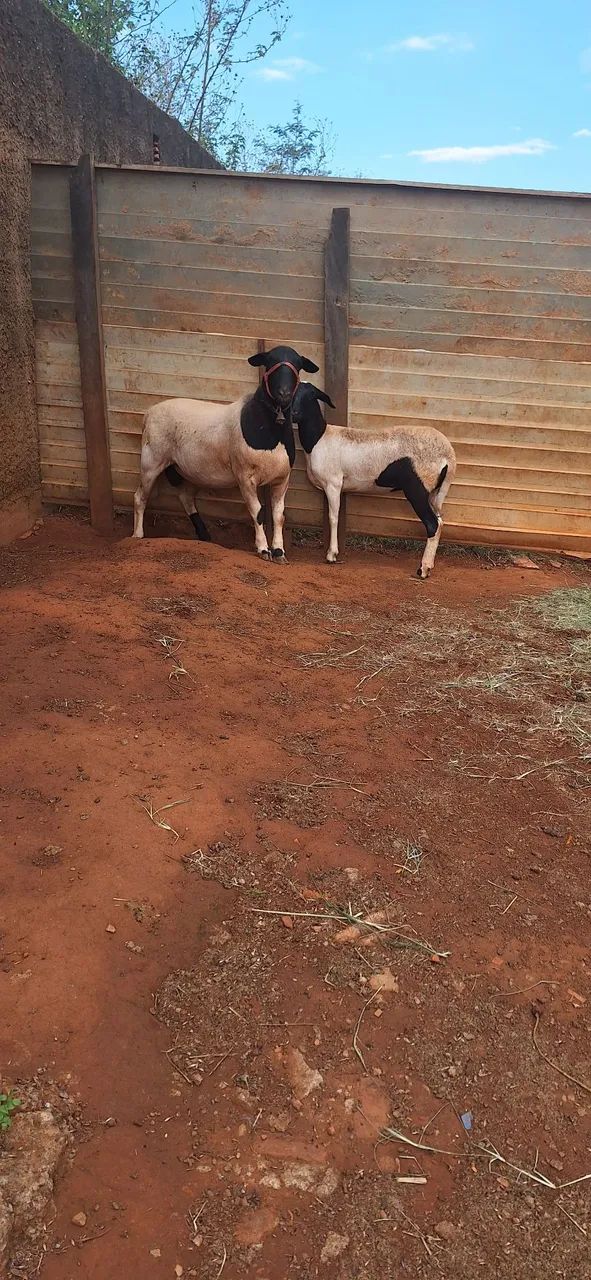 CARNEIRO E OVELHA - Foto 3