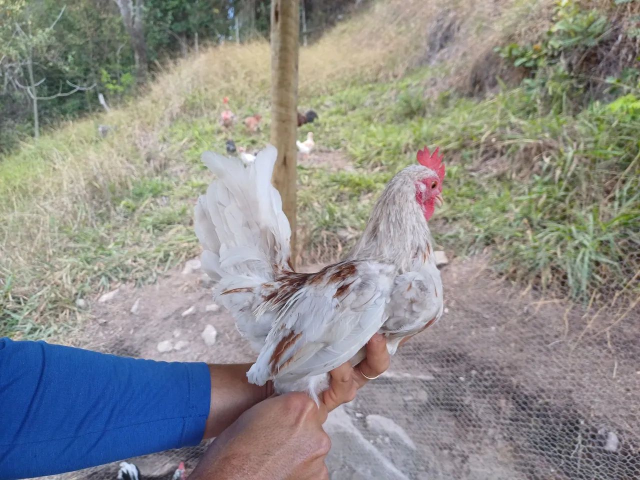 Garnize a venda  - Foto 5