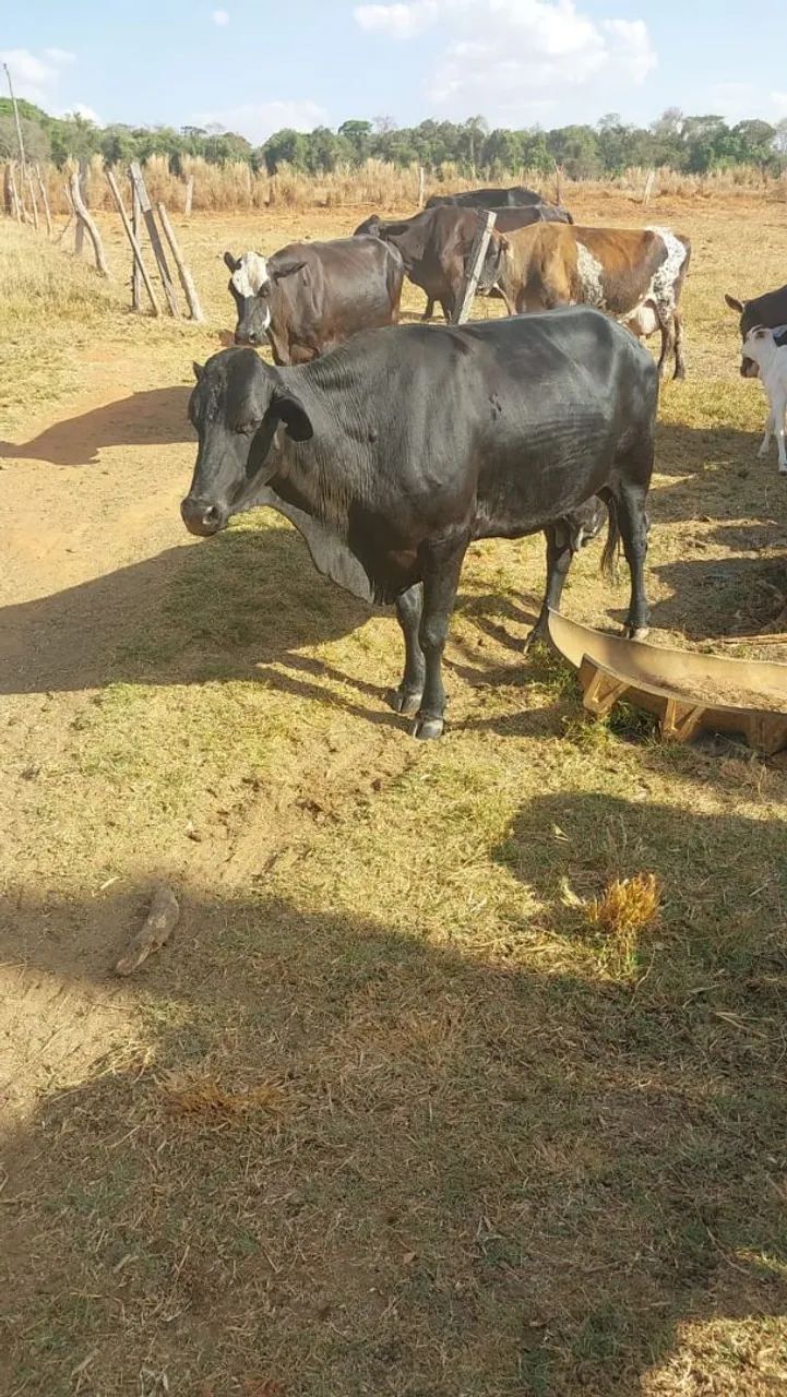 Vacas de leite  - Foto 3