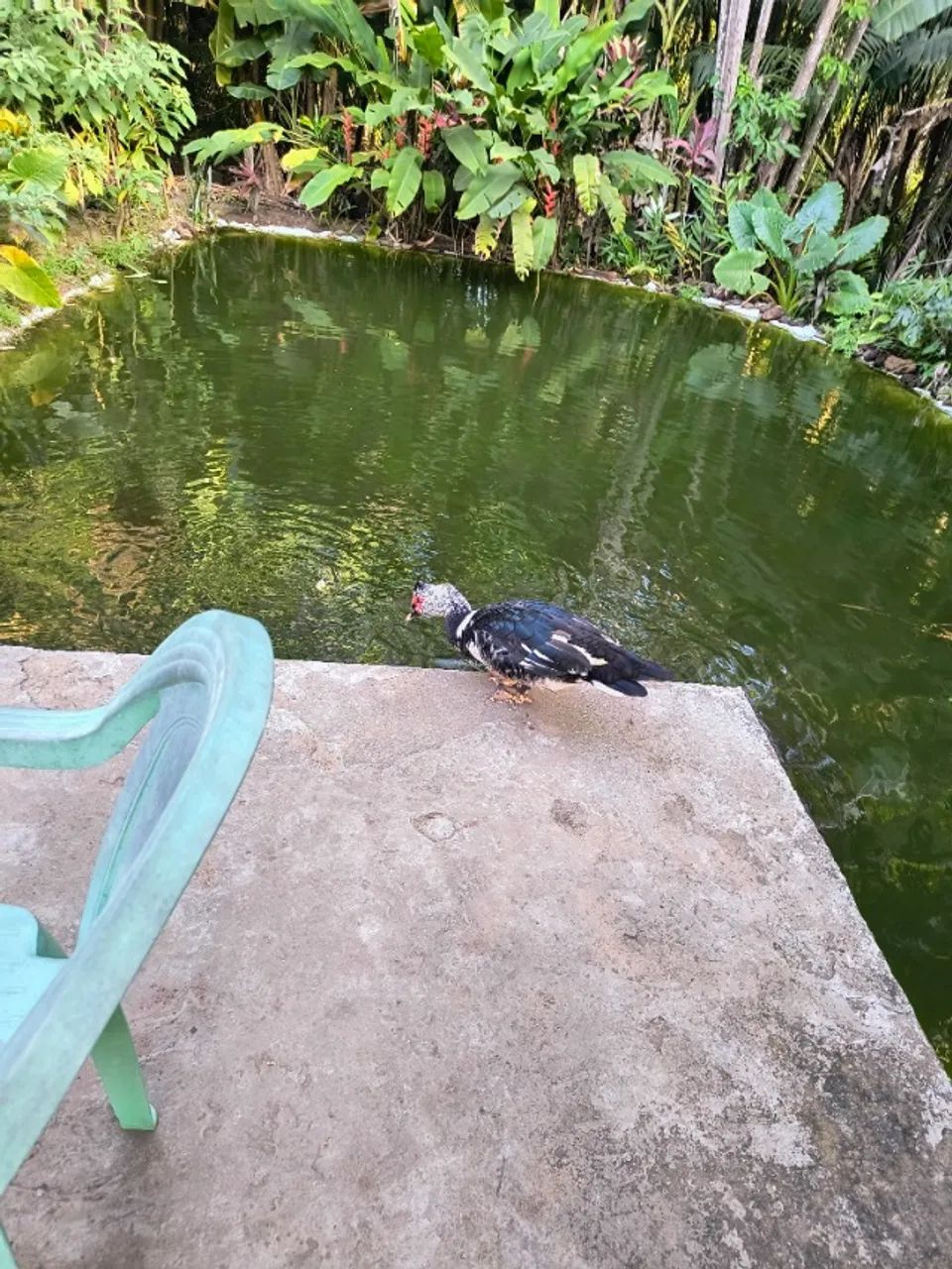 Pato  - Foto 2