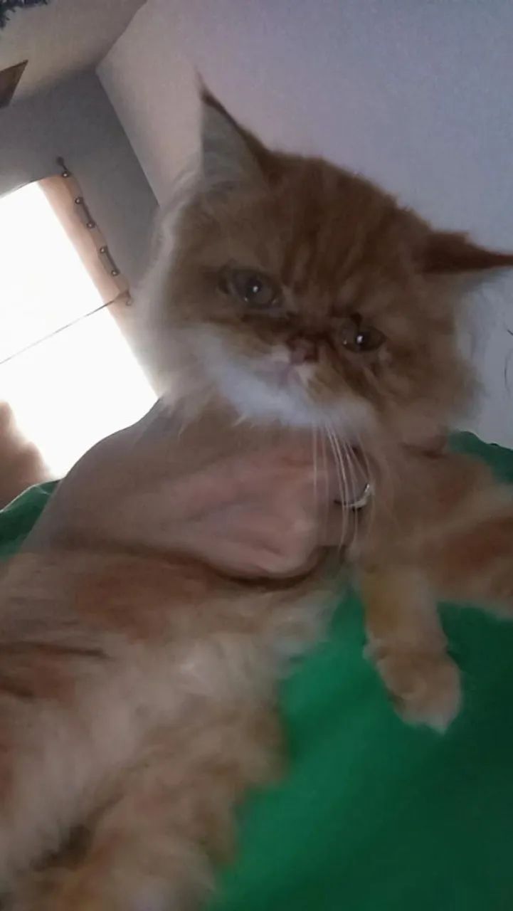 Gato persa