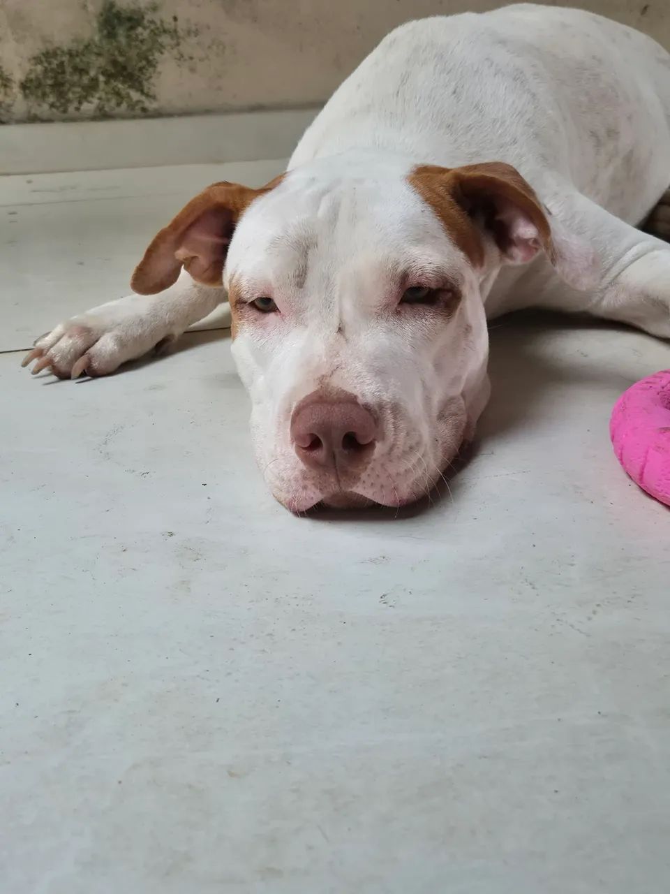 Vende-se filhotes de Pitbull  - Foto 4