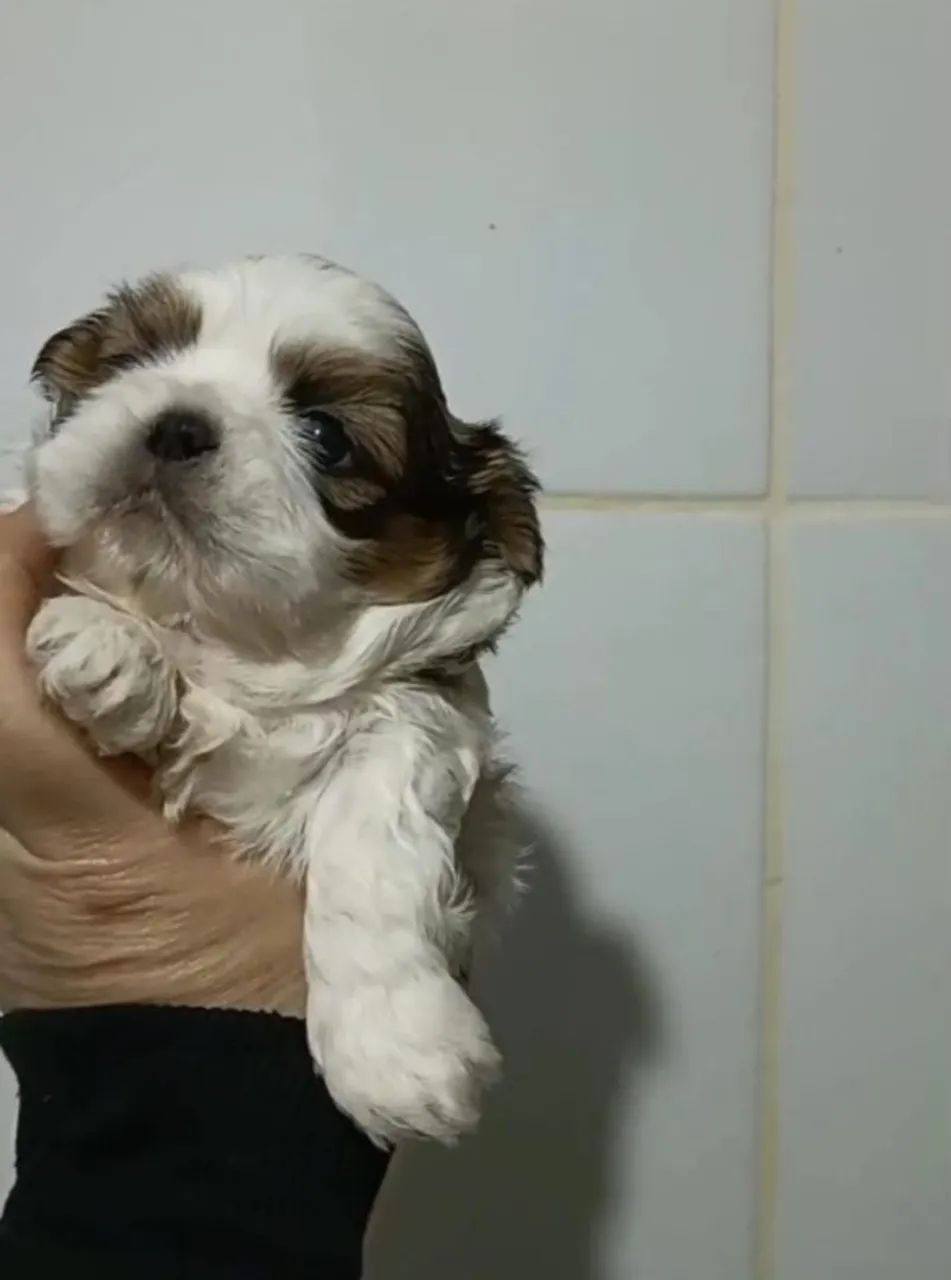 Bebês  - Foto 4