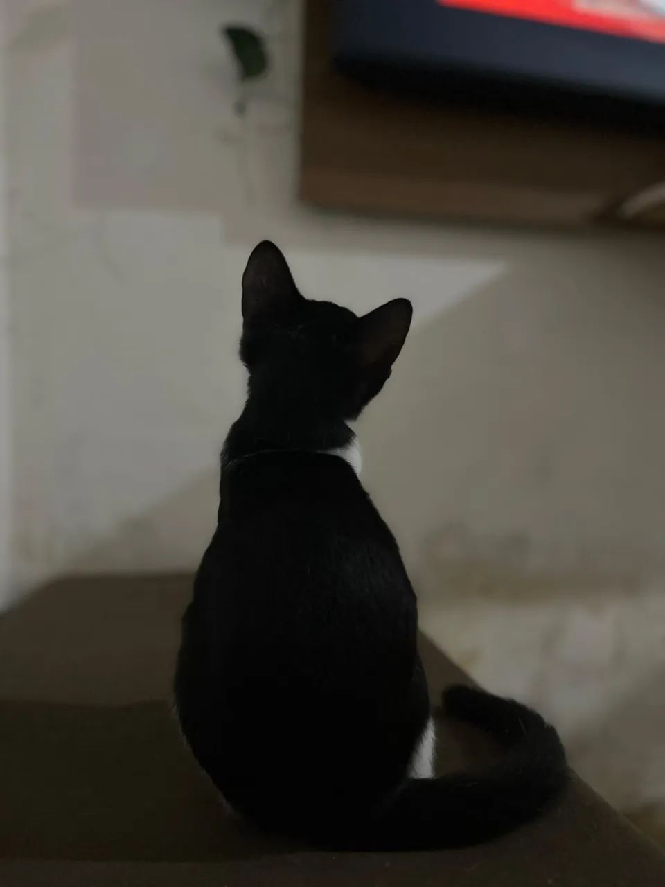 Gato macho para adoção  - Foto 3