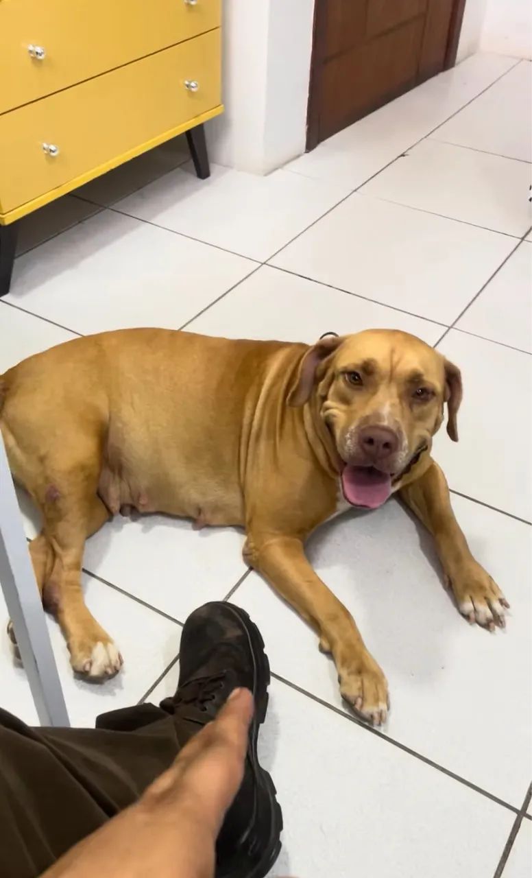 Cachorro pitbull  - Foto 3