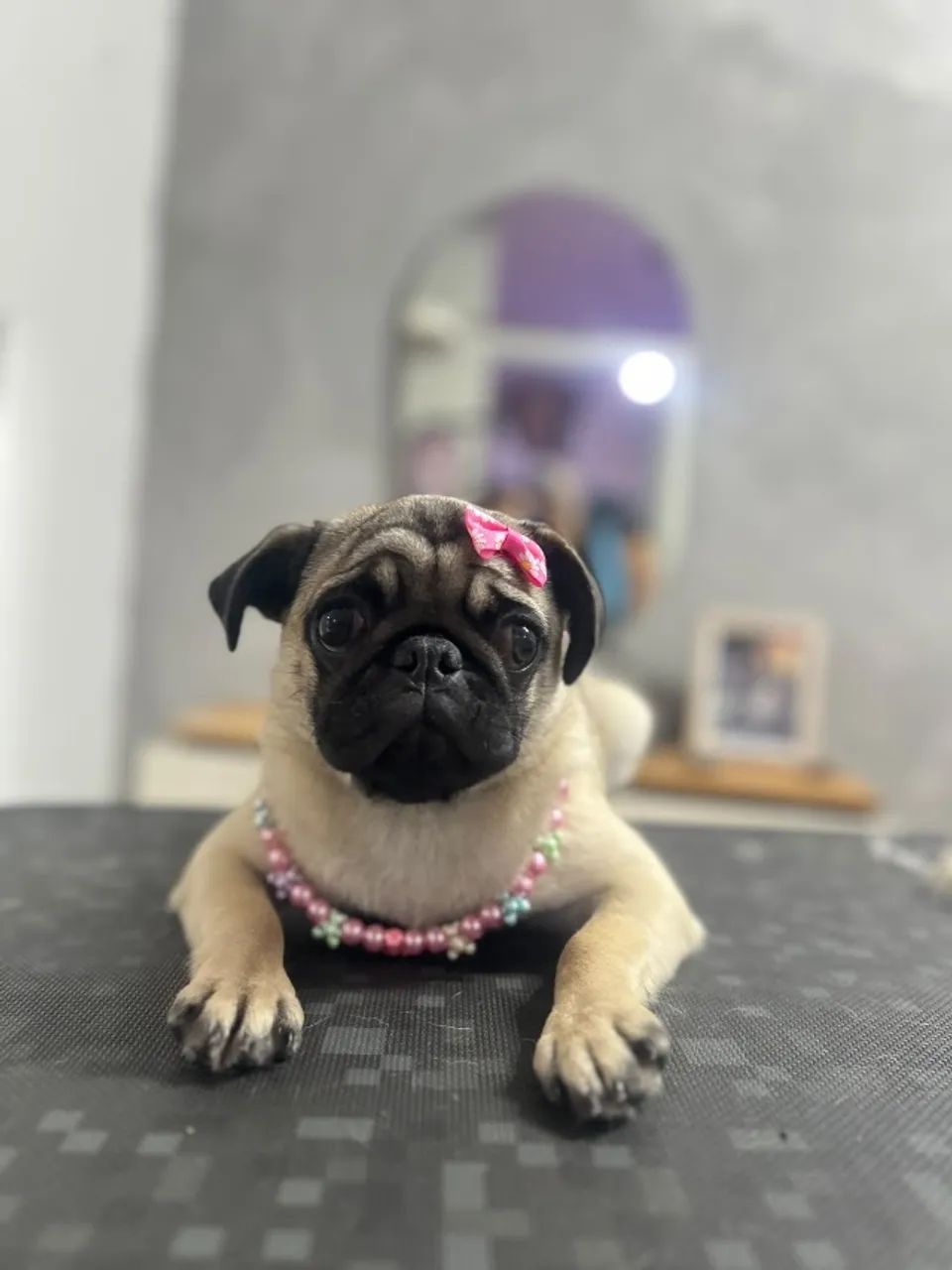 Cachorro 