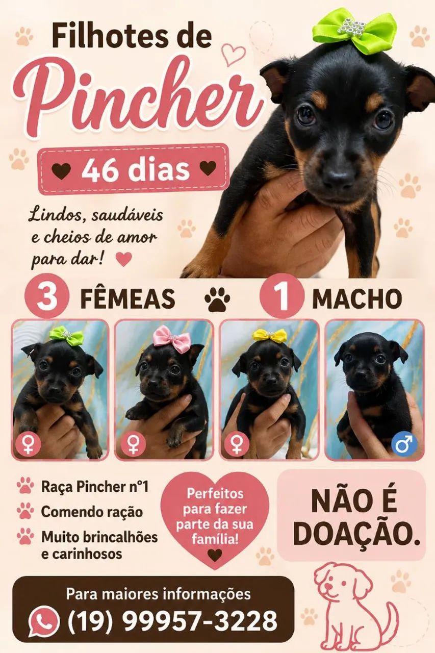 Filhotes Pincher n°1