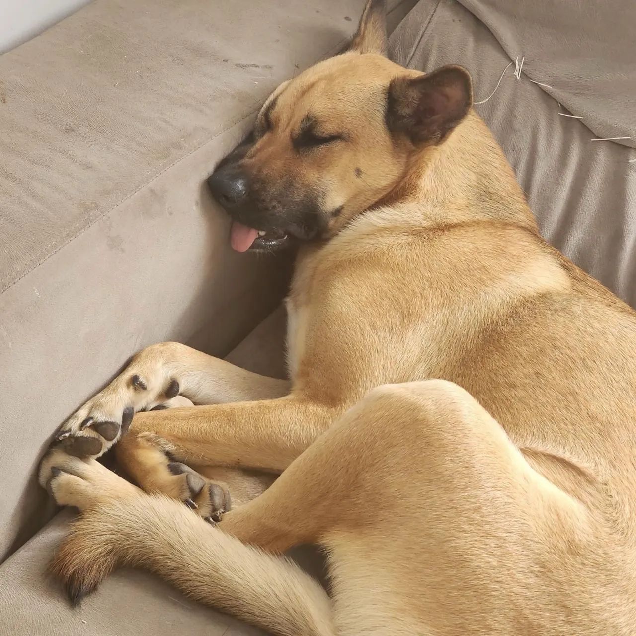 Adoção Responsável  - Foto 3
