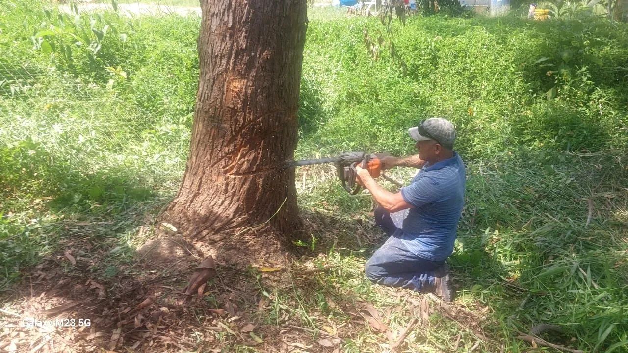 Poda e corte de árvores jardinagem em geral  - Foto 3