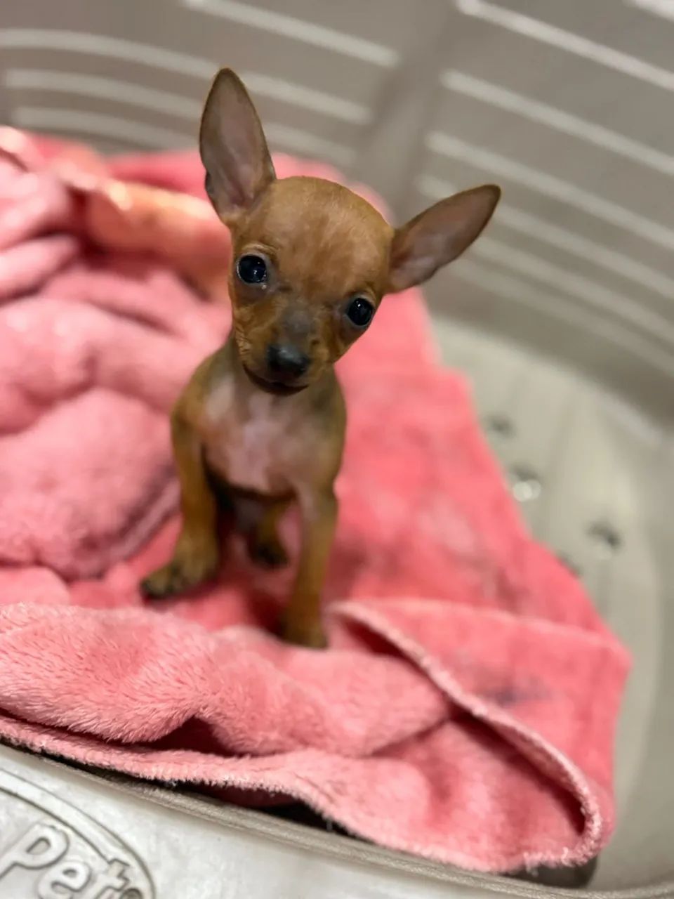 Pinscher - Foto 3