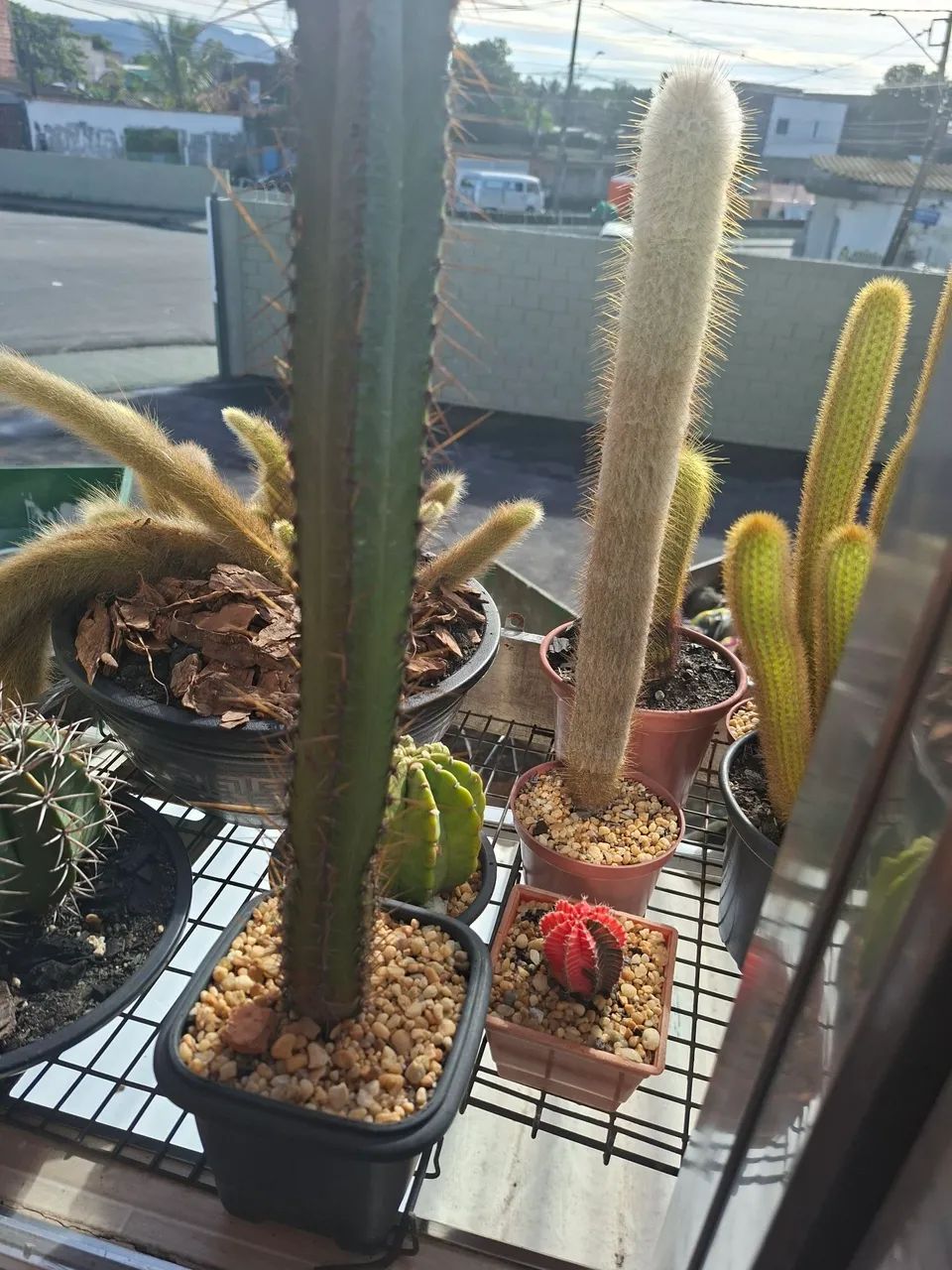 Cactos - Foto 5