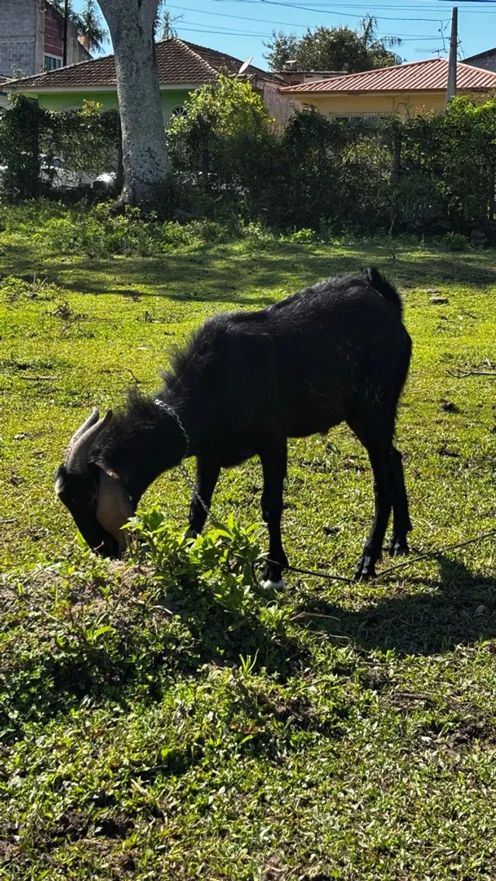 Bode e cabra preto 