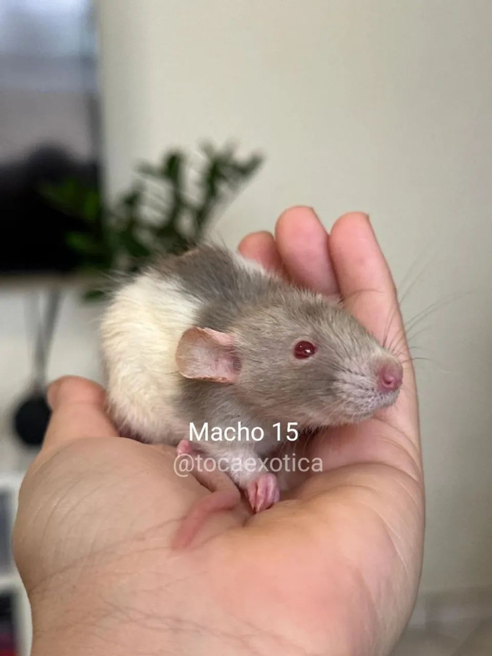 Rato Twister  - Foto 3