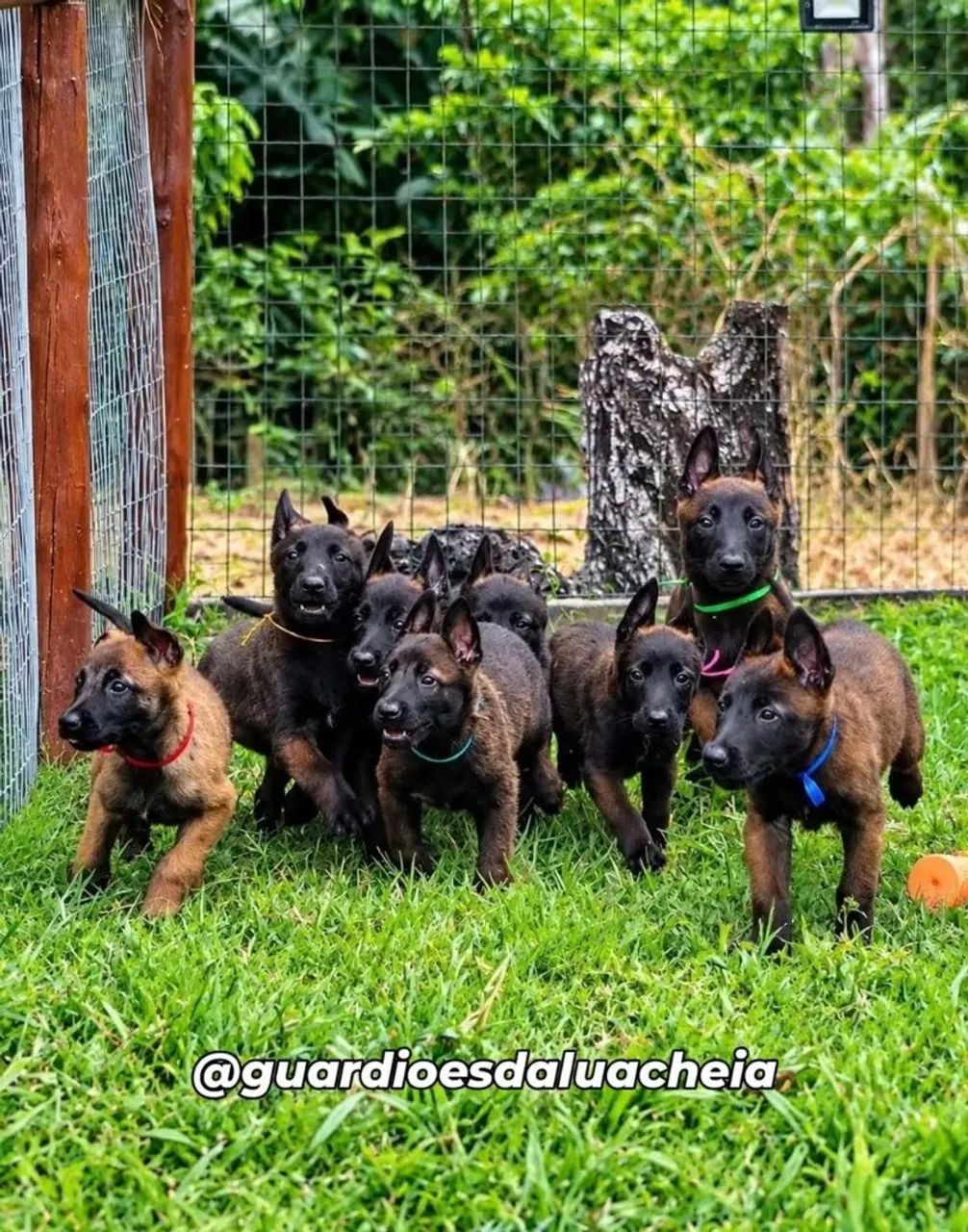 Malinois Filhotes CBKC - Foto 2