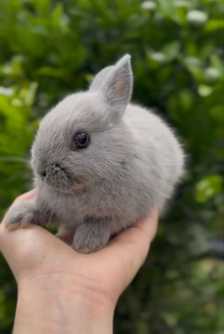 Mini coelhos  - Foto 6