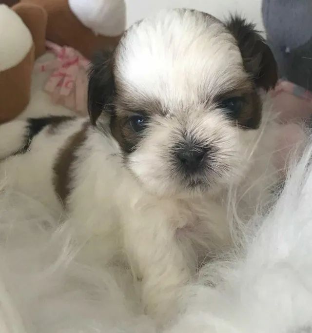 Shih tzu mini 