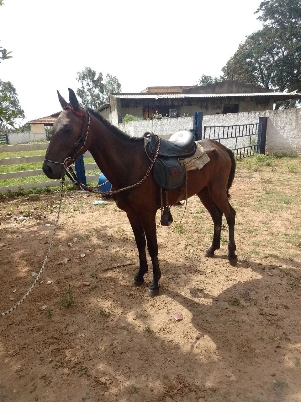 Vende-se potro - Foto 3