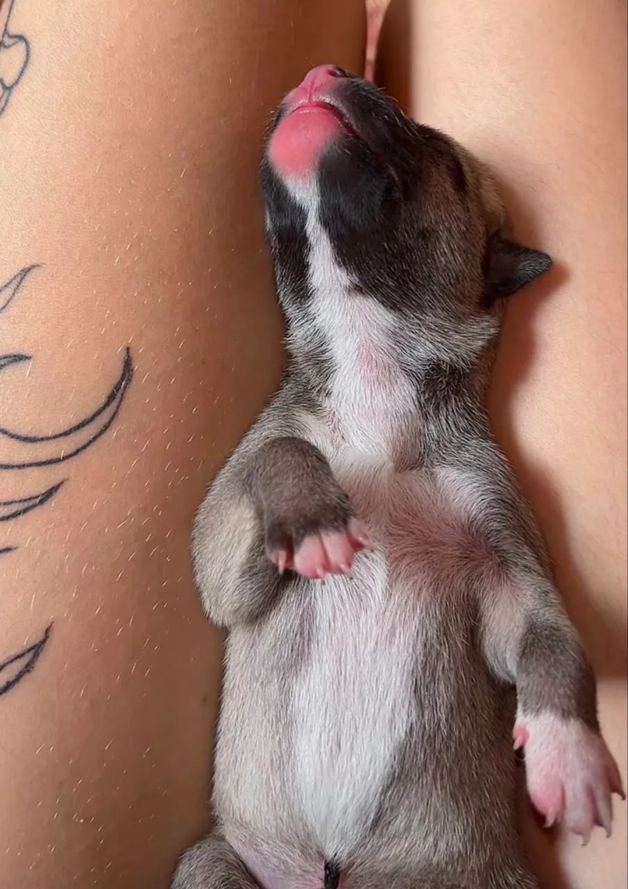 Filhote de Pug ou Box ! - Foto 4