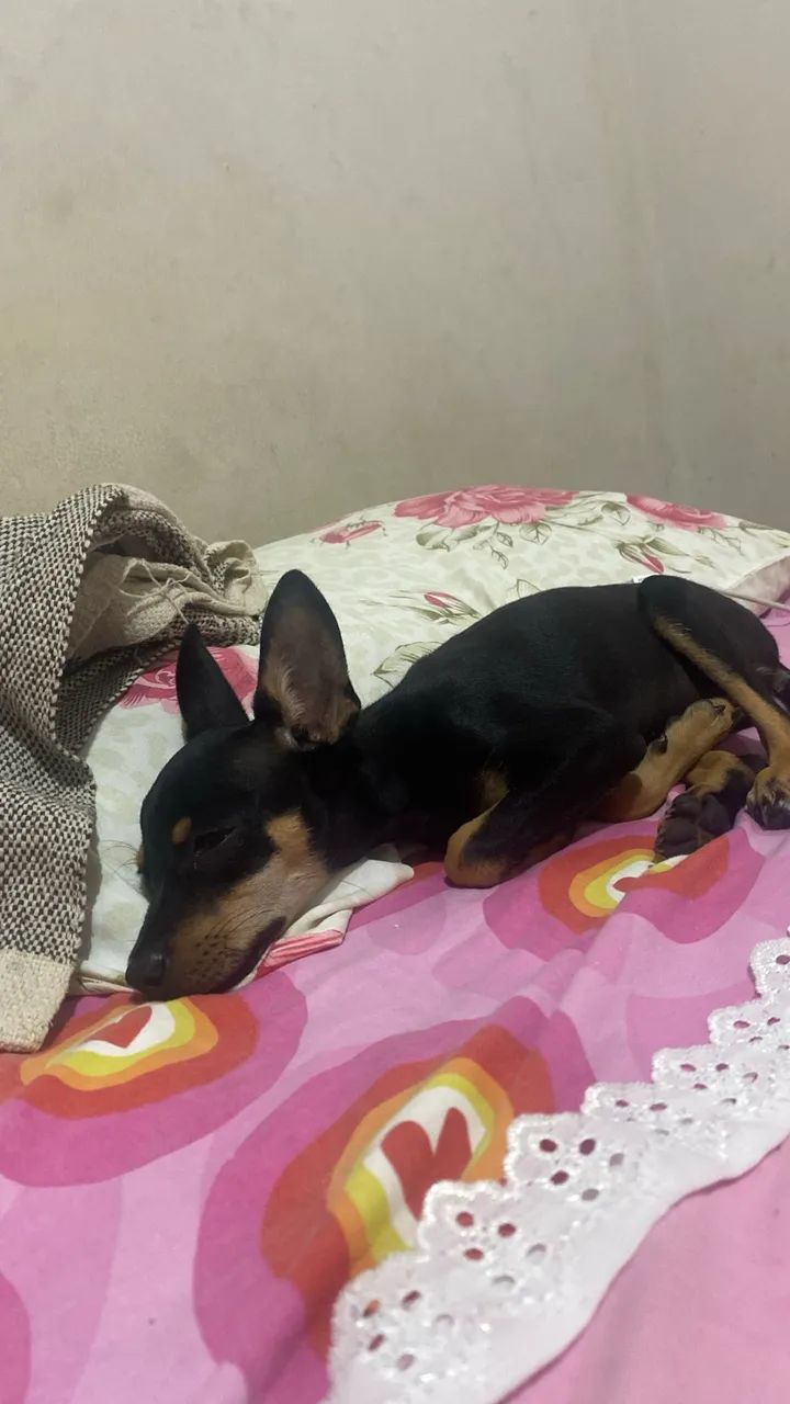 Cachorro