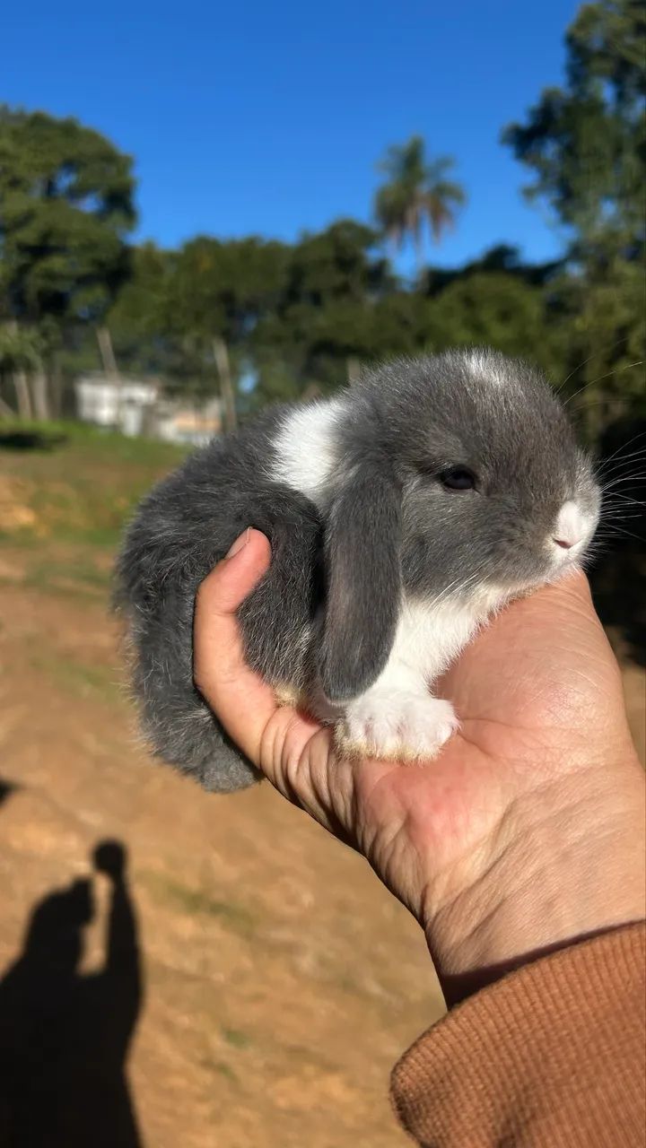 Mini coelho  - Foto 3