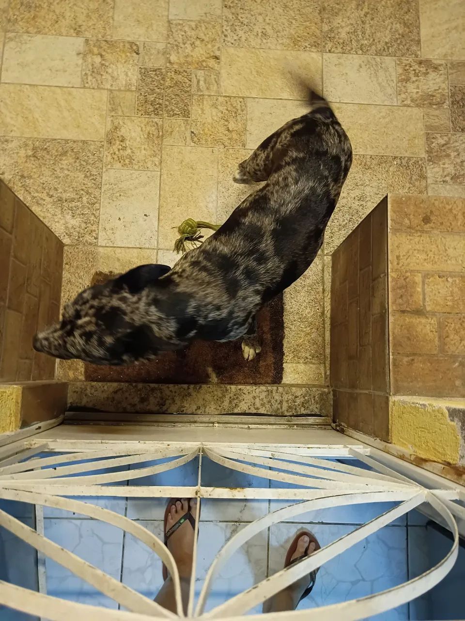 Cachorro  - Foto 2