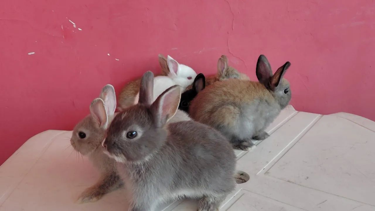 Coelho Anão Netherland  - Foto 3