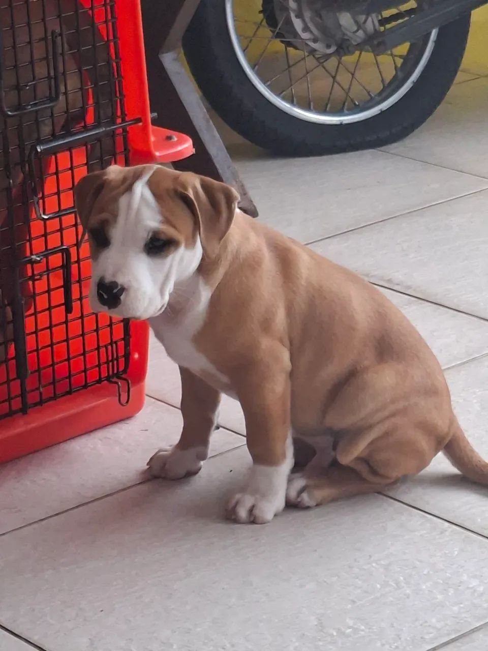 Pitbulls puros  - Foto 3