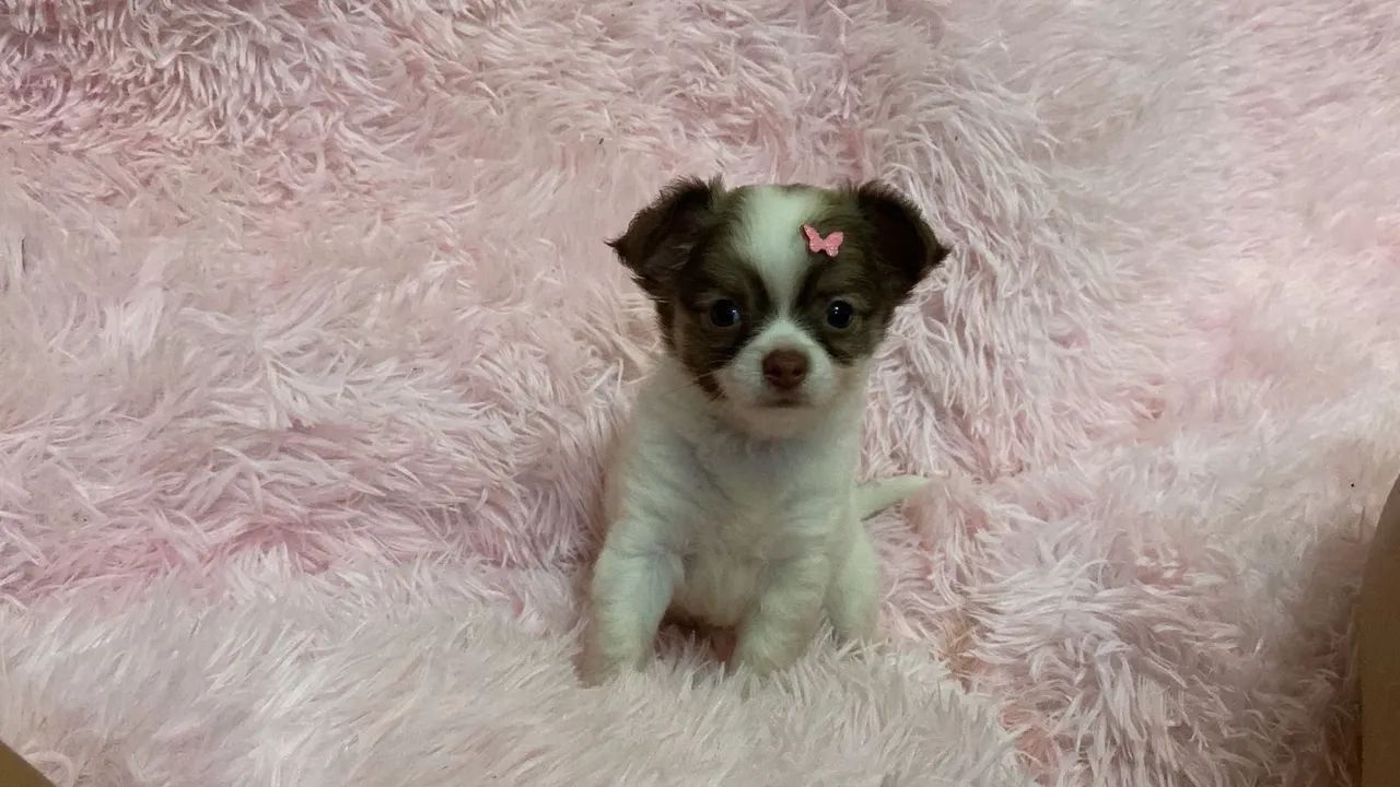 Chihuahua Uma Raça Viciante, dócil e verdadeira amizade
